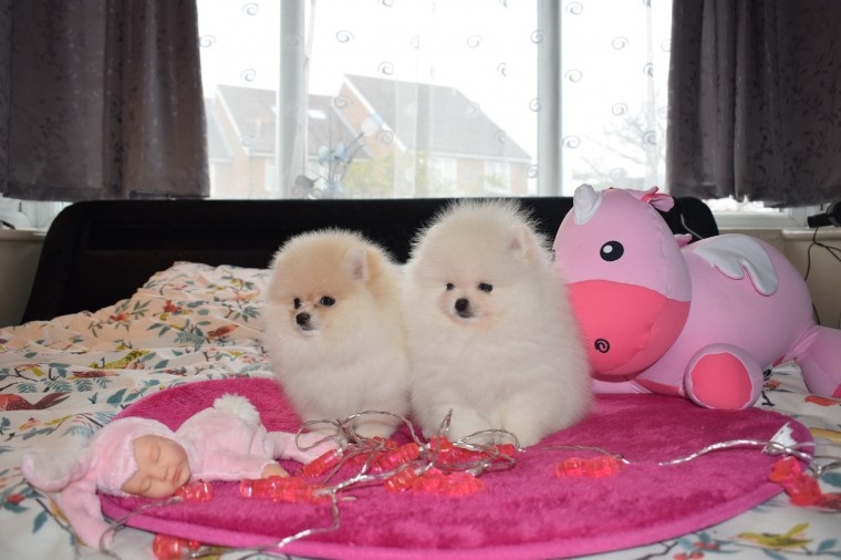 Cuccioli di Pomerania