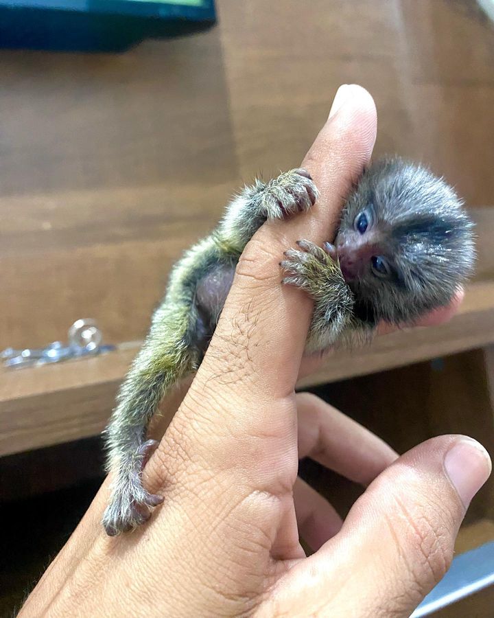 Scimmie marmoset femmine super amichevoli