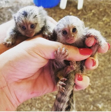 Inserzioni-Gratuite Cuccioli di marmoset; allevati a mano e ben avviati, in cerca di una nuova famiglia per sempre. 6 settimane, visita veterinaria e autorizzaz