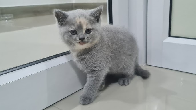 Inserzioni-Gratuite Gattini British Shorthair giocosi
Questi splendidi gattini sono pronti a trovare la loro casa per sempre! Pieni di affetto, curiosità e vog